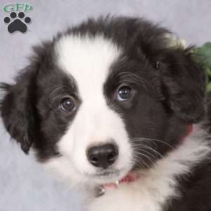 Buddy, Border Collie Puppy